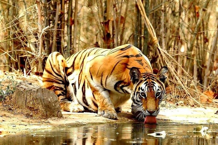 Taj, Tigers & Tropical Beaches: 9-Day India Journey from Delhi