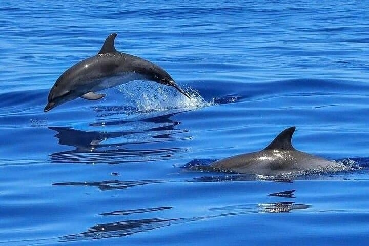 Dolphin Shelling & Snorkeling Cruise from Madeira Beach