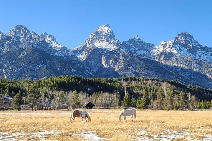 In-Depth Yellowstone and Grand Teton: 5-Day Wildlife & Geothermal Tour photo 3