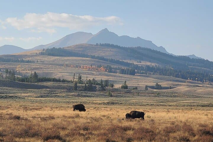 In-Depth Yellowstone and Grand Teton: 5-Day Wildlife & Geothermal Tour photo 6