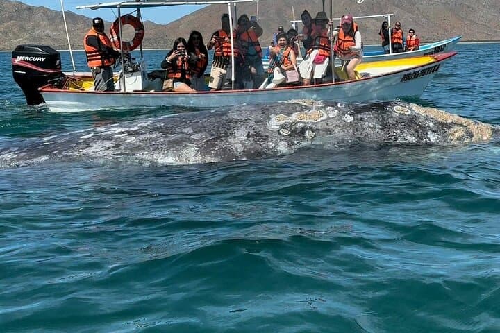 Magdalena Bay Gray Whale Watching From Los Cabos photo 4