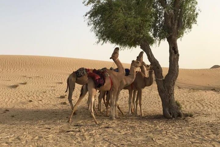 Dubai Morning Desert Safari: Camel Ride, Dune Bashing & Sandboarding photo 5