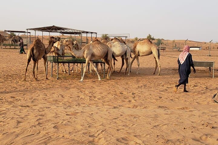 Dubai Morning Desert Safari: Camel Ride, Dune Bashing & Sandboarding photo 6