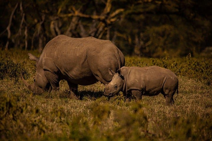 4-Day Private Safari: Lake Nakuru & Maasai Mara — Big Five, Flamingos & Migration photo 1