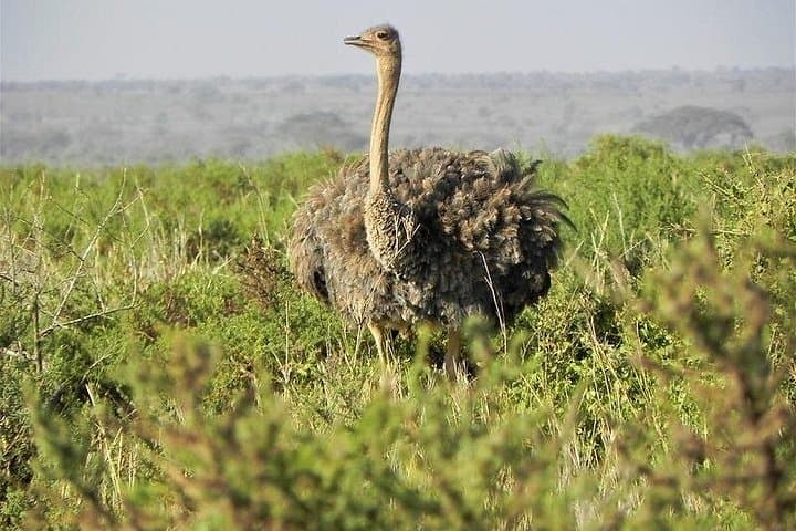 4-Day Private Safari: Lake Nakuru & Maasai Mara — Big Five, Flamingos & Migration photo 2