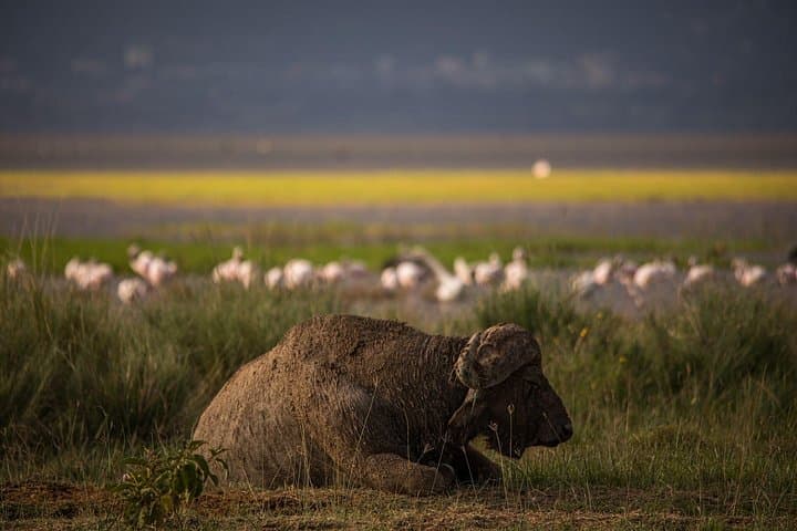 4-Day Private Safari: Lake Nakuru & Maasai Mara — Big Five, Flamingos & Migration photo 3