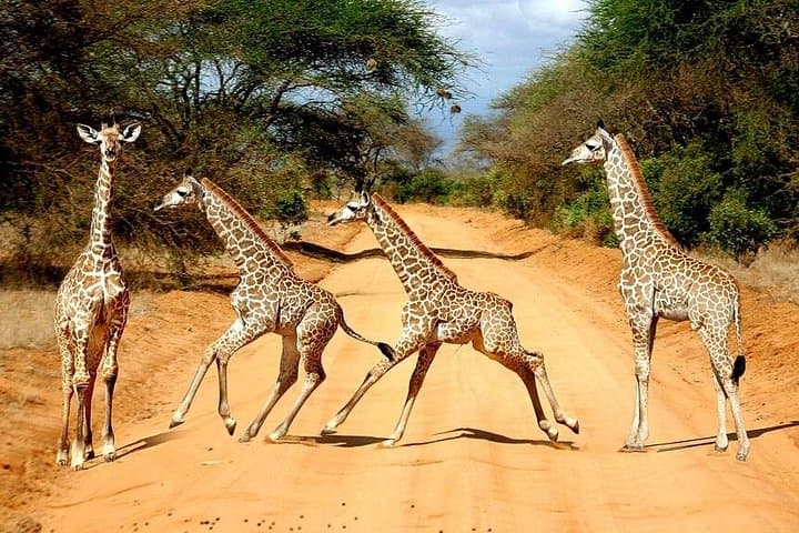 4-Day Private Safari: Lake Nakuru & Maasai Mara — Big Five, Flamingos & Migration photo 4