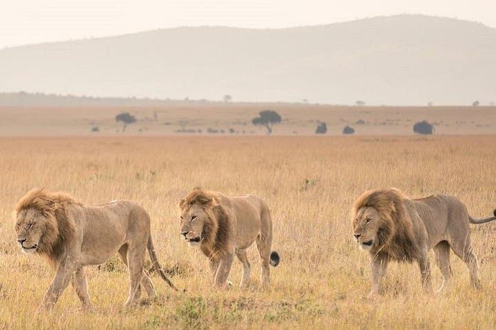 5-Day Private Safari: Tsavo East, Tsavo West & Amboseli from Nairobi photo 3