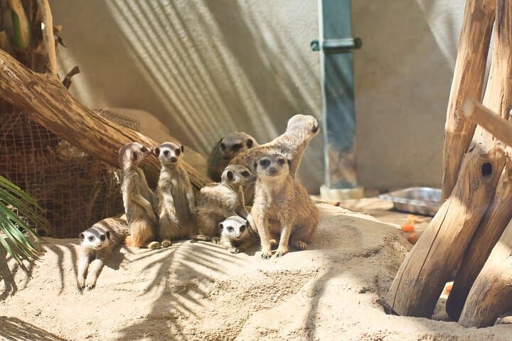 Private Transport to Schönbrunn Zoo Vienna — Easy Transfers for a Seamless Visit photo 2