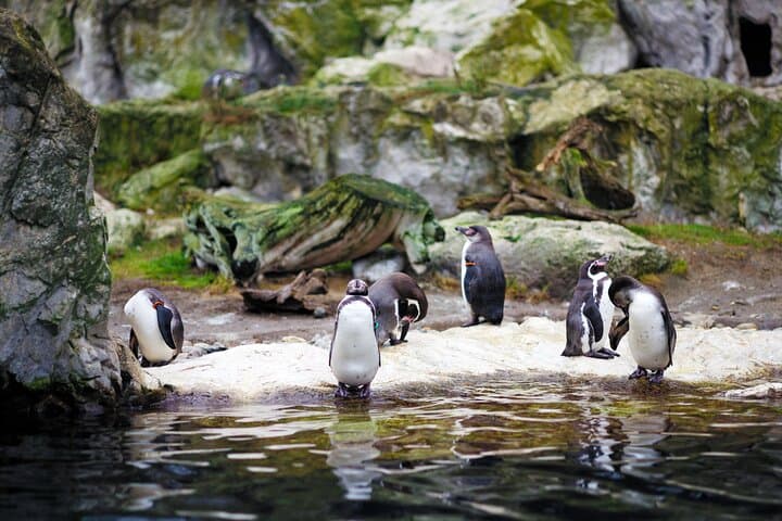 Private Transport to Schönbrunn Zoo Vienna — Easy Transfers for a Seamless Visit photo 3