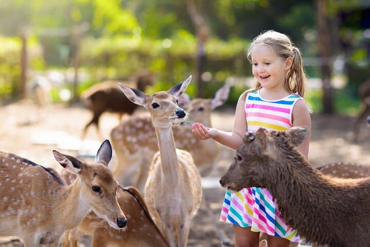 Private Transport to Schönbrunn Zoo Vienna — Easy Transfers for a Seamless Visit photo 4