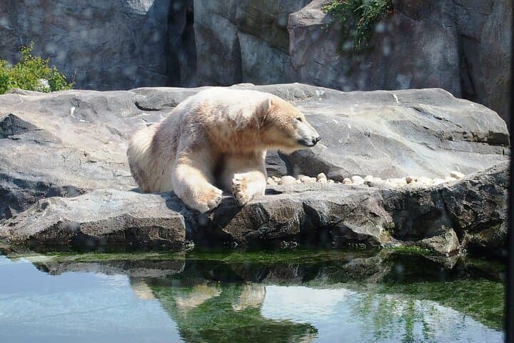 Private Transport to Schönbrunn Zoo Vienna — Easy Transfers for a Seamless Visit photo 5