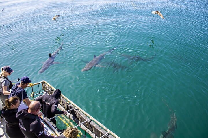 Shark Cage Diving in Gansbaai — Cage Tours & Marine Wildlife Encounters photo 3