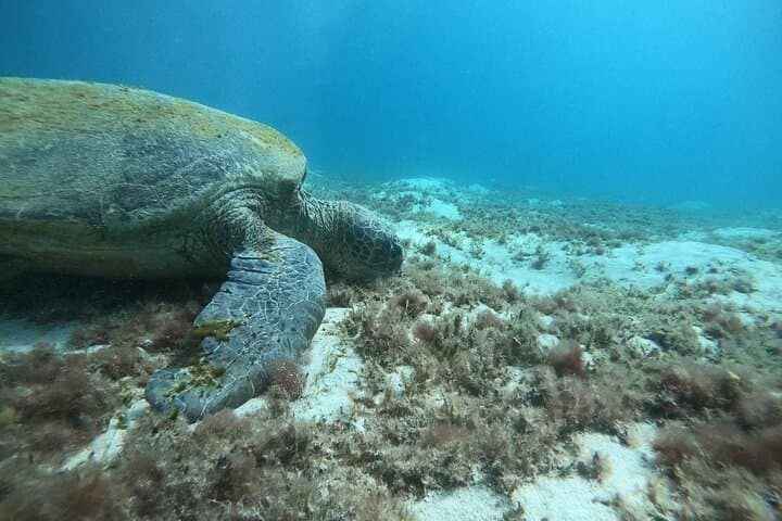 Marsa Mubarak Snorkeling: Swim with Turtles, Dolphins & Red Sea Reefs photo 3