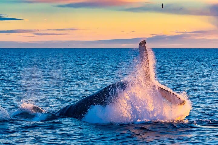 Reykjavik Full-Day Whale Watching and Golden Circle Adventure