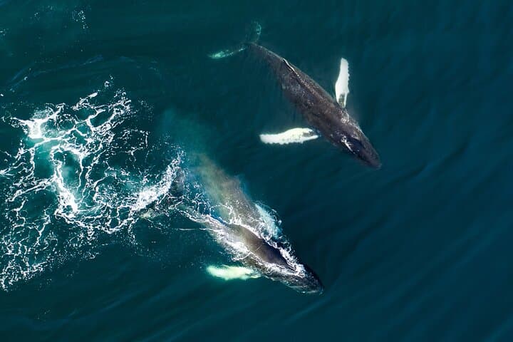 Reykjavik Full-Day Whale Watching and Golden Circle Adventure photo 6