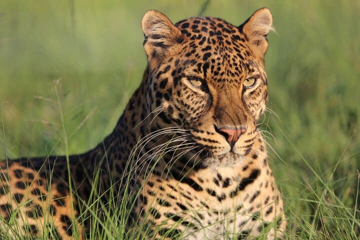 Inside Lionsrock Sanctuary: Guided Big Cat Tour Near Bethlehem photo 3