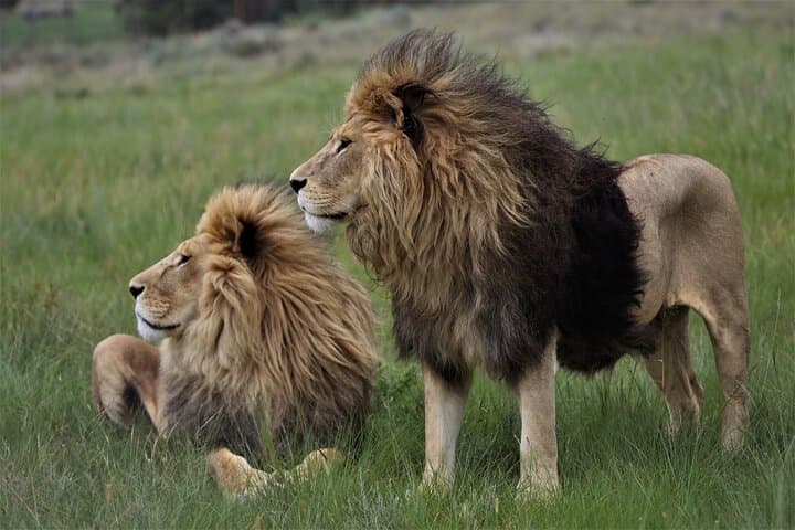 Inside Lionsrock Sanctuary: Guided Big Cat Tour Near Bethlehem photo 4