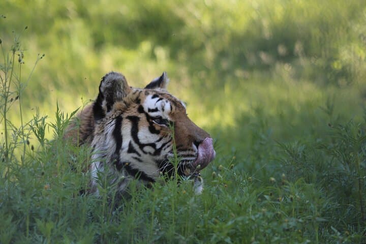 Inside Lionsrock Sanctuary: Guided Big Cat Tour Near Bethlehem photo 5