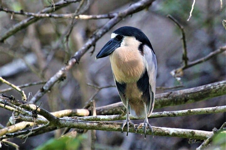 Huatulco Bird Watching Tour — Winter Migrants & Coastal Mangroves