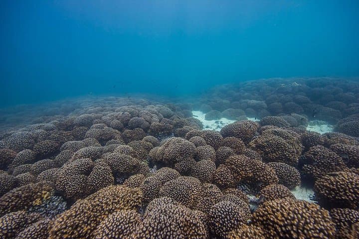 From Dubai to Khorfakkan: Two Dives & Discover Scuba on the UAE East Coast photo 6