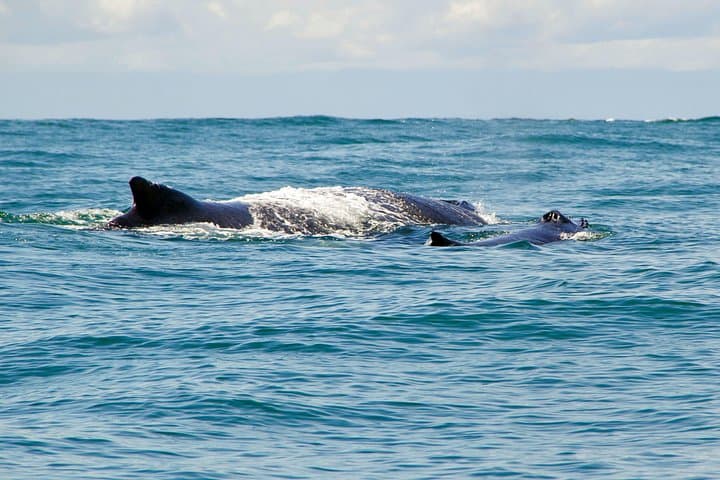Bahía Málaga Humpback Whale Watching: 2-Day Pacific Wildlife & Jungle Beaches photo 5