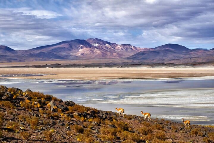 High-Altitude Expedition: Salar de Tara, Pujsa & La Pacana Day Tour