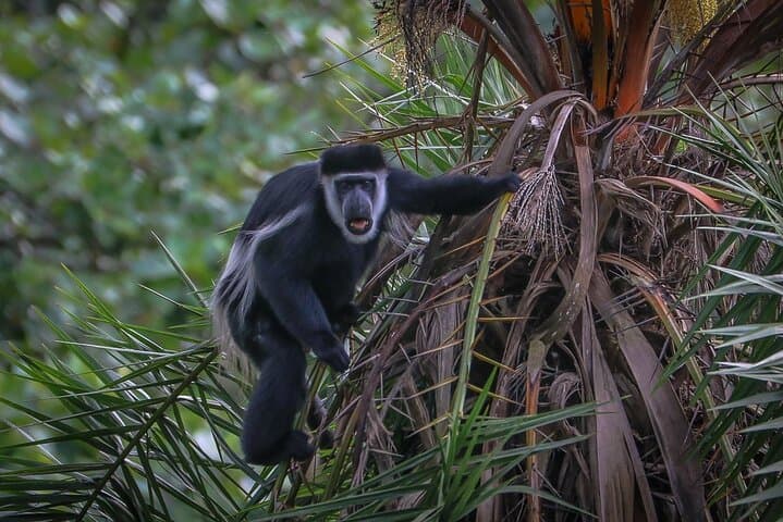 4-Day Chimpanzee Trekking Safari in Kibale Forest, Uganda photo 3