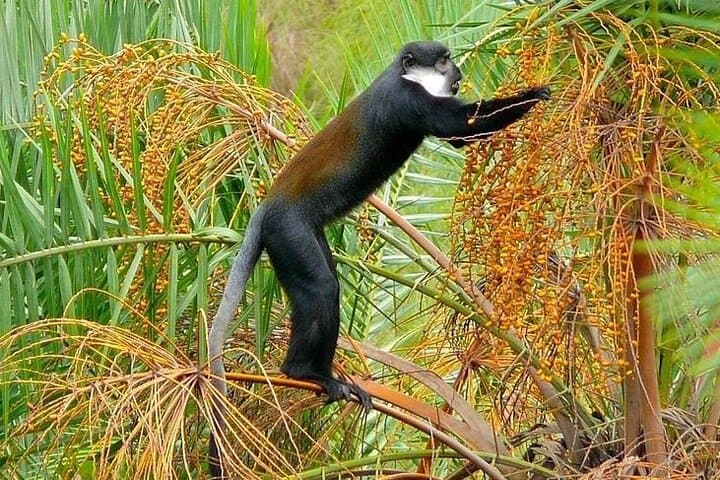 4-Day Chimpanzee Trekking Safari in Kibale Forest, Uganda photo 4