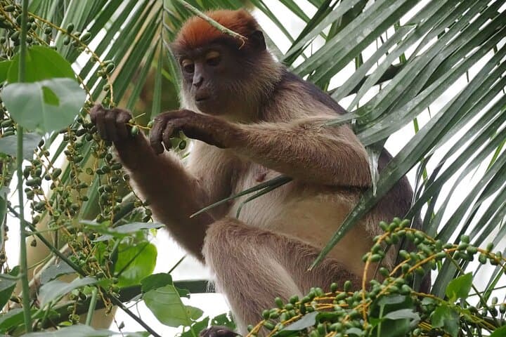 4-Day Chimpanzee Trekking Safari in Kibale Forest, Uganda photo 5