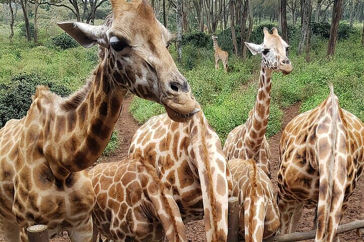 Nairobi City Sights: Giraffe Encounters, Crafts & Cultural Dances photo 2