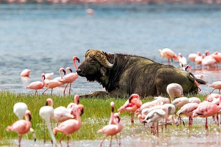 4-Day Mid-Luxury Safari: Lake Nakuru & Masai Mara Big Five Adventure photo 1