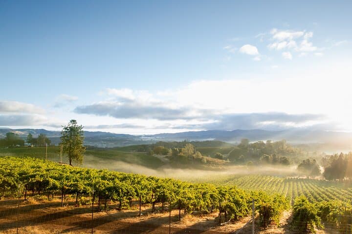 Napa & Sonoma Wine Tour from San Francisco: Full-Day Tastings and Scenic Valley Drives photo 2