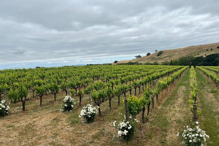 Napa & Sonoma Wine Tour from San Francisco: Full-Day Tastings and Scenic Valley Drives photo 4