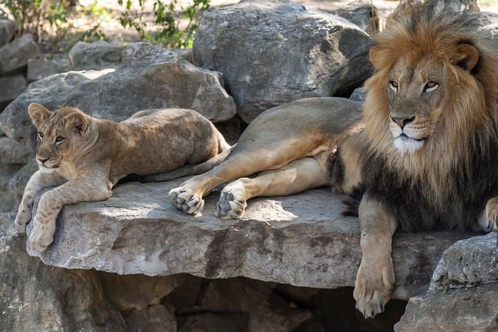 Skip-the-Line Tierpark Hellabrunn: Fast-Track Zoo Visit with Private Transfers photo 2