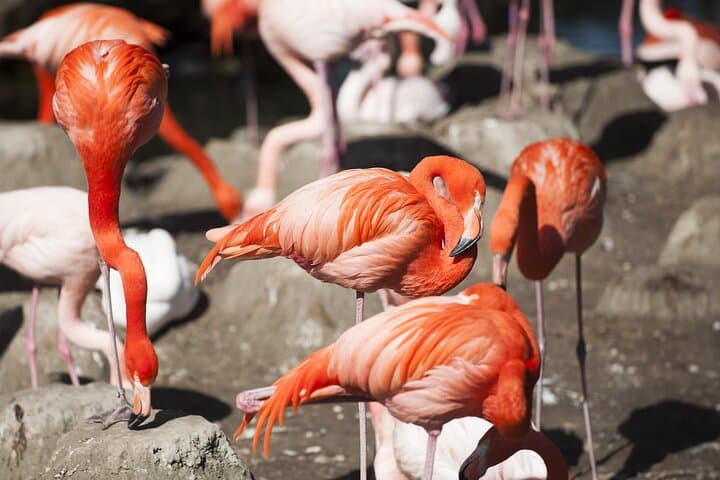 Skip-the-Line Tierpark Hellabrunn: Fast-Track Zoo Visit with Private Transfers photo 3