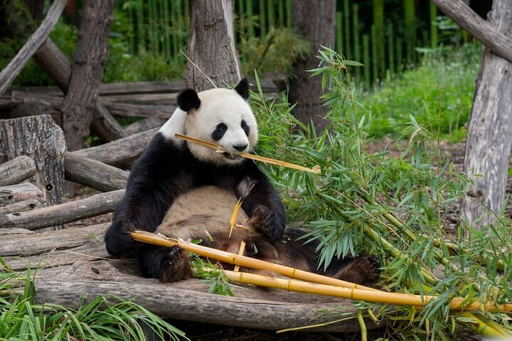 Skip-the-Line Tierpark Hellabrunn: Fast-Track Zoo Visit with Private Transfers photo 5