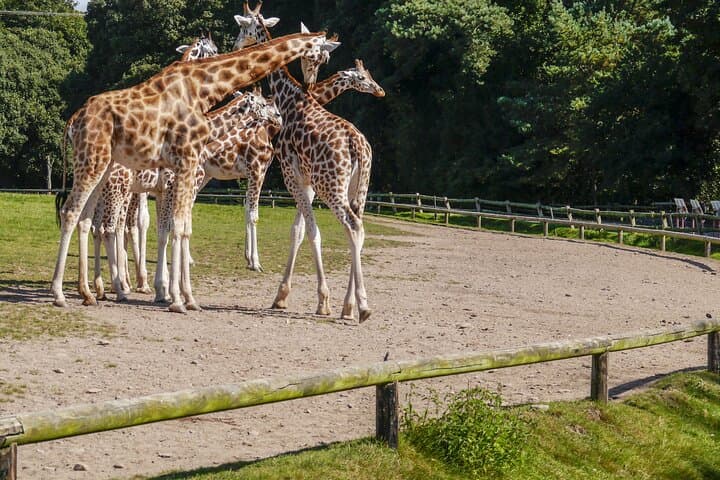 Skip-the-Line Tierpark Hellabrunn: Fast-Track Zoo Visit with Private Transfers photo 6