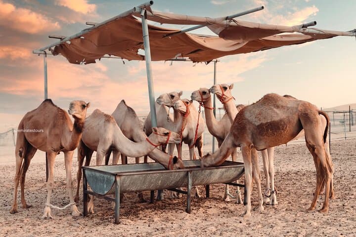 Evening Desert Safari Abu Dhabi: Dune Bashing, BBQ & Cultural Camp Experience photo 5