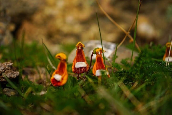 Cerro Benitez Rock Art Trek: Ancient Paintings & Fjord Views near Puerto Natales photo 5