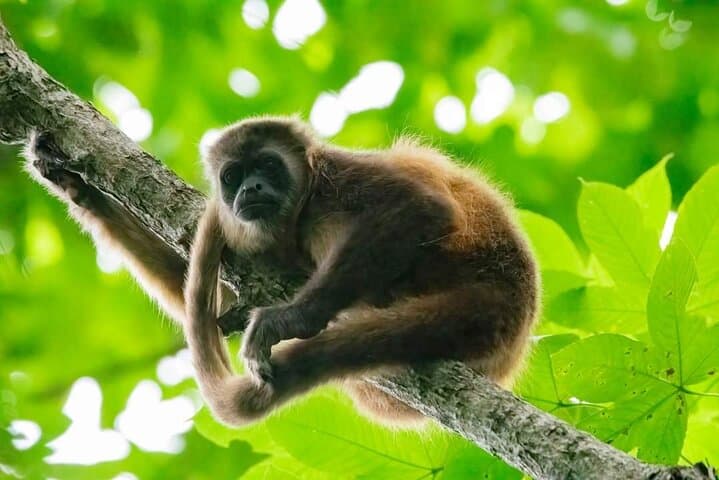 Full-Day Churute Mangroves Reserve & Cocoa Farm Tour from Guayaquil