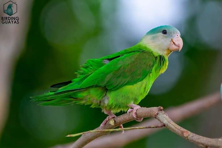 Full-Day Churute Mangroves Reserve & Cocoa Farm Tour from Guayaquil photo 4