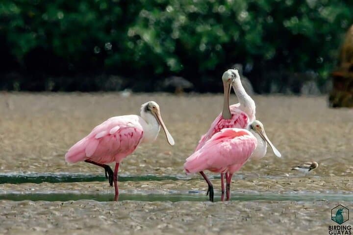 Full-Day Churute Mangroves Reserve & Cocoa Farm Tour from Guayaquil photo 5