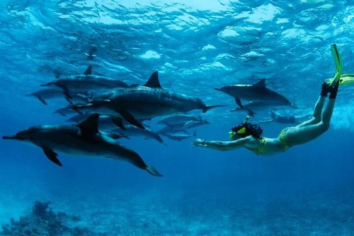 Mnemba Island Snorkeling & Dolphin Swim — Half-Day Tour from Nungwi