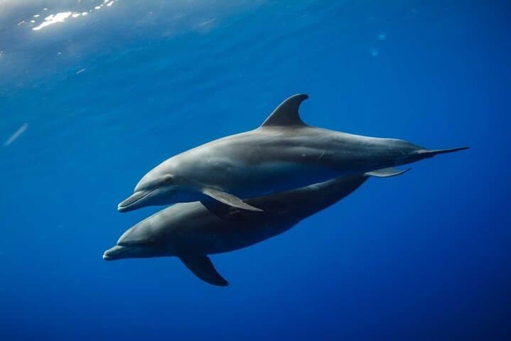 Dolphin & Tumbatu Island Snorkeling Tour from Nungwi, Zanzibar photo 5