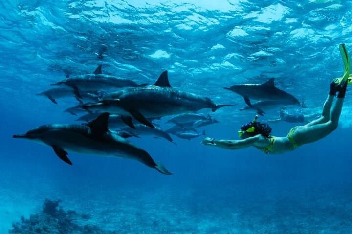 Mnemba Island Snorkeling & Dolphin Swim from Nungwi — Mnemba Marine Conservation Tour photo 2
