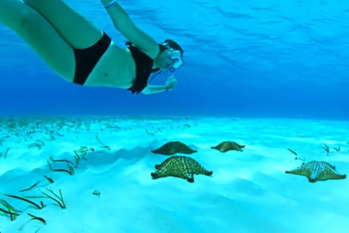 Cayman Adventure: Stingray City, Starfish Point & Coral Gardens Catamaran Tour photo 1