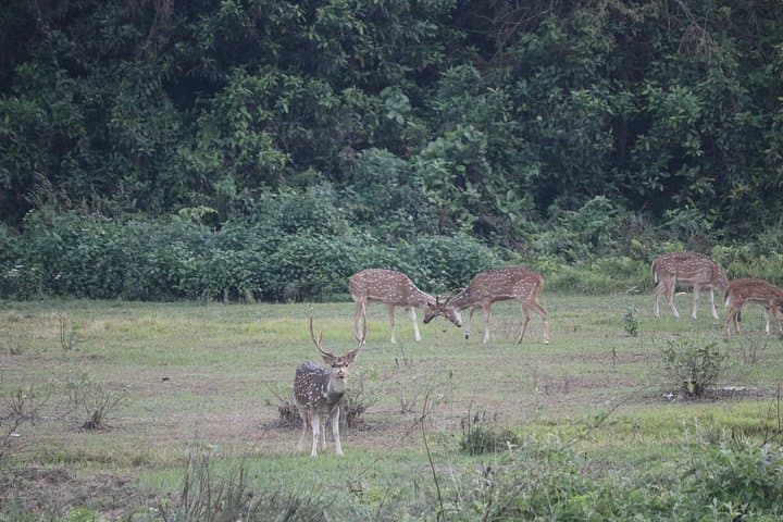 One-Day Chitwan Safari: Canoe, Jungle Walk & Afternoon Jeep Drive photo 1