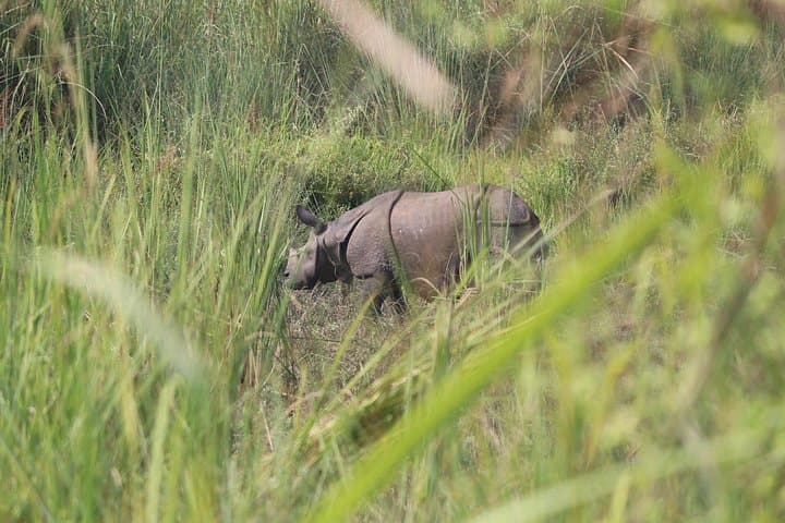 One-Day Chitwan Safari: Canoe, Jungle Walk & Afternoon Jeep Drive photo 2