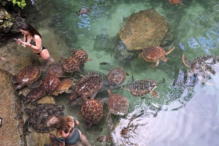 Mnemba Island Snorkeling & Dolphin Swim from Nungwi — Mnemba Marine Conservation Tour photo 5